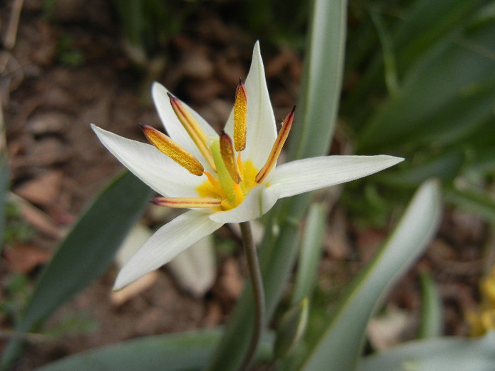 Tulipa Turkestanica (2012, March 30)