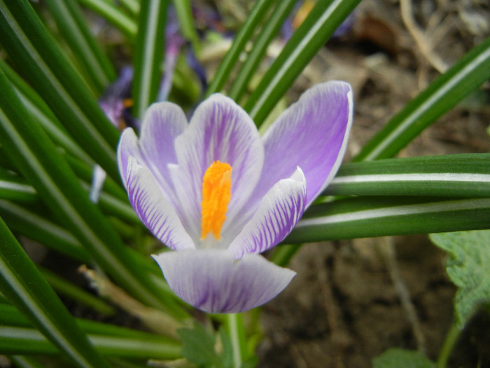 Crocus King of the Striped (2012, Mar.30) - Crocus King of the Striped
