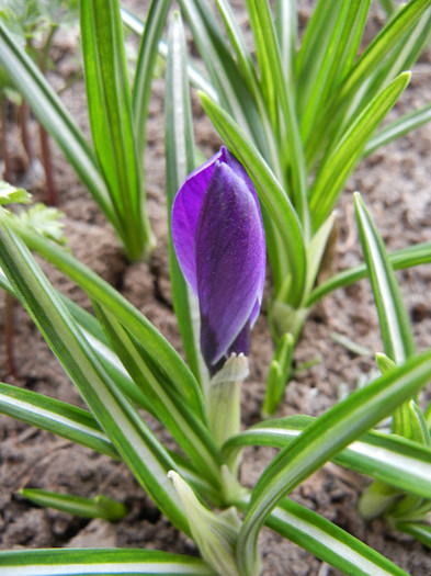 Crocus Negro Boy (2012, March 30)