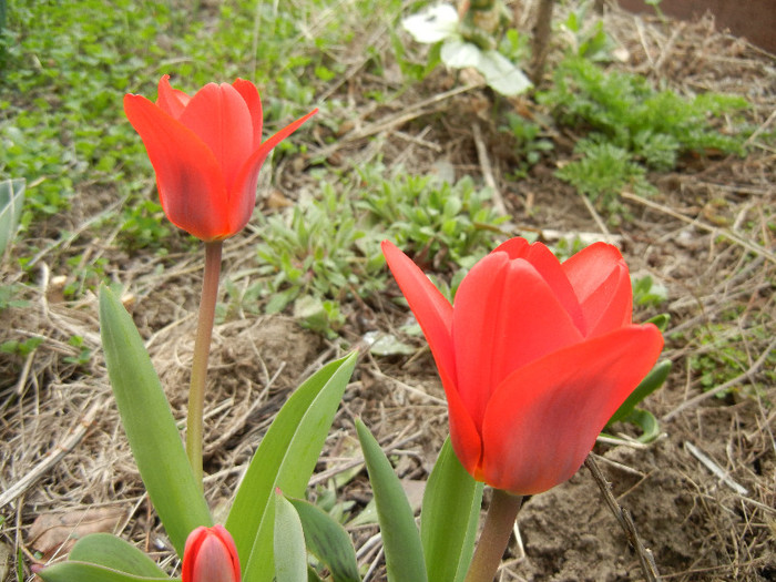 Tulipa Showwinner (2012, March 30)
