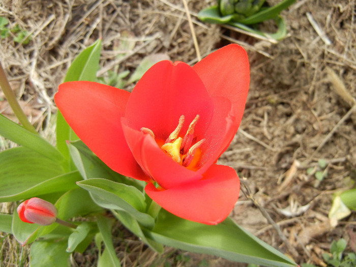 Tulipa Showwinner (2012, March 30) - Tulipa Showwinner