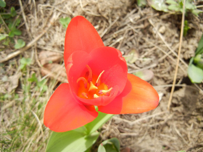 Tulipa Showwinner (2012, March 30)