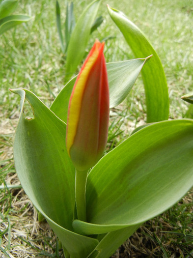 Tulipa Stresa (2012, March 30) - Tulipa Stresa