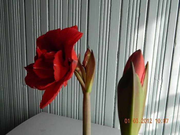 Picture 777 - Amaryllis 2012