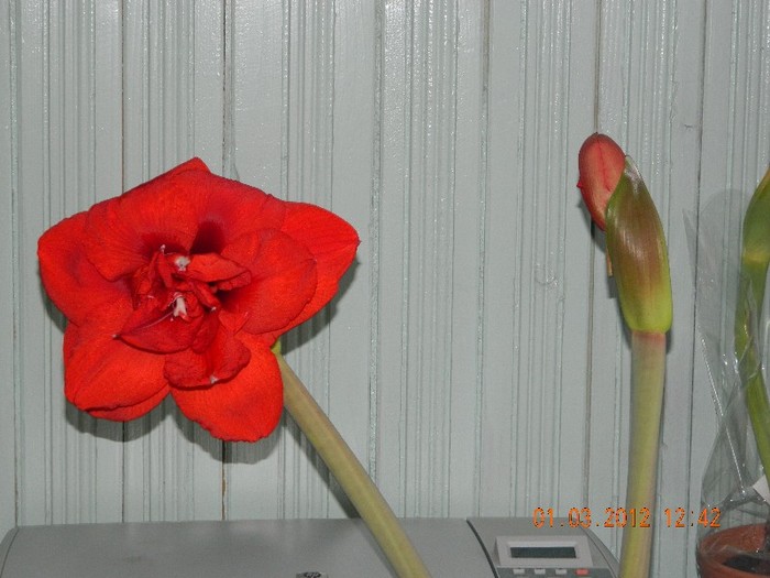 Picture 781 - Amaryllis 2012