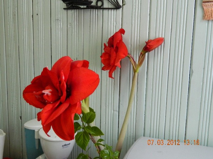 Picture 825 - Amaryllis 2012