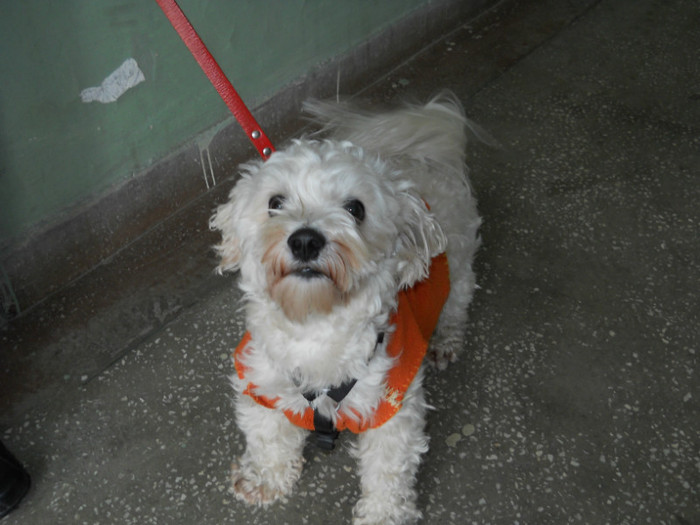 008 - la neamuri in S-M