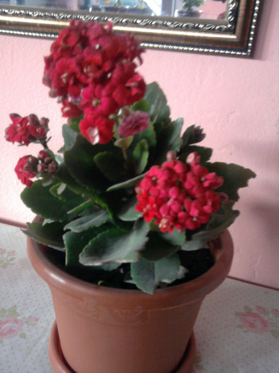 Fotografie0175 - kalanchoe martie 2012