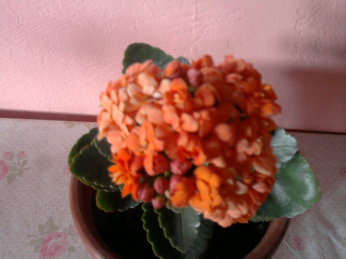 Fotografie0176 - kalanchoe martie 2012