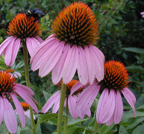 echinaceea purpurea - seminte plante medicinale si aromatice