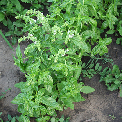 busuioc - seminte plante medicinale si aromatice