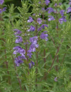 mataciune - seminte plante medicinale si aromatice