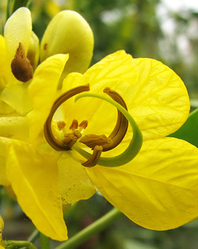 siminichie - seminte plante medicinale si aromatice