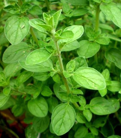 maghiran - seminte plante medicinale si aromatice