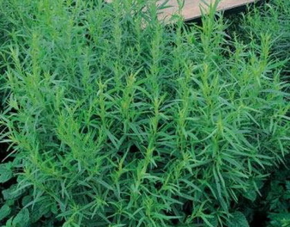 tarhon - seminte plante medicinale si aromatice