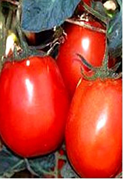seminte-tomate-rio-grande - seminte legume
