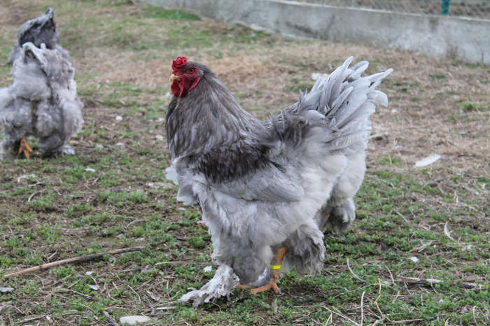 cocos brahma albastru; matca brahma albastru poze martie 30/2012
