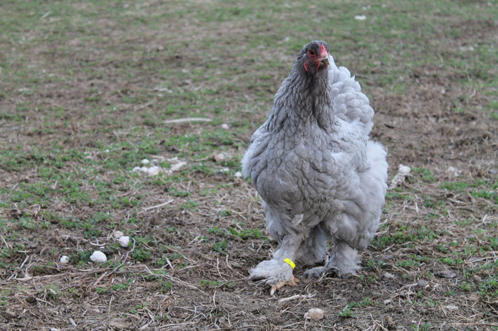 gaina brahma albastru; matca brahma albastru poze martie 30/2012
