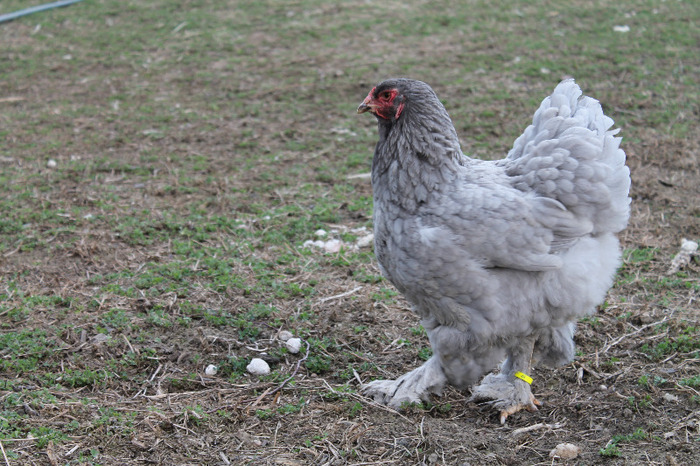 gaina brahma albastru; matca brahma albastru poze martie 30/2012
