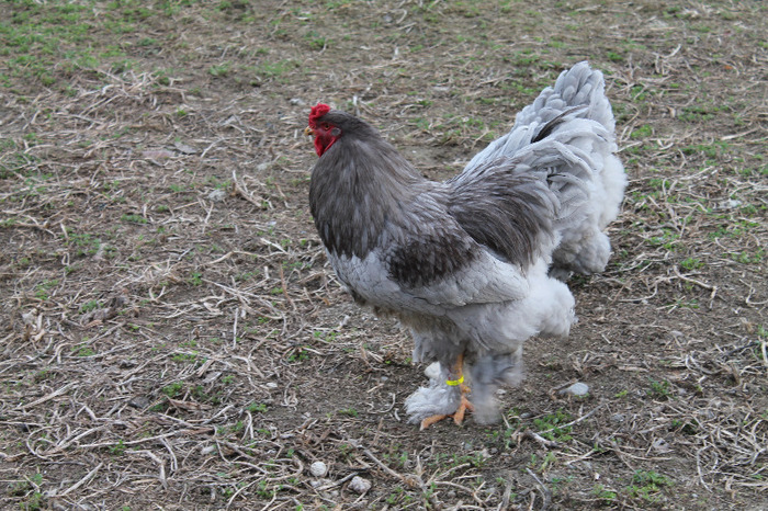 cocos brahma albastru; matca brahma albastru poze martie 30/2012
