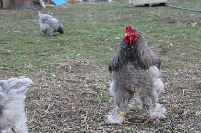 cocos brahma albastru; matca brahma albastru poze martie 30/2012
