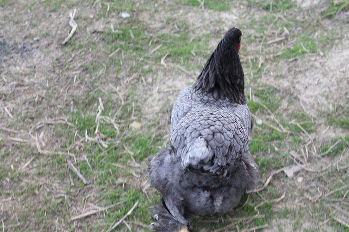 gaina brahma albastru; matca brahma albastru poze martie 30/2012
