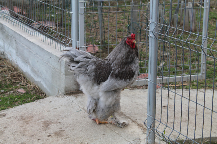 cocos brahma albastru; matca brahma albastru poze martie 30/2012
