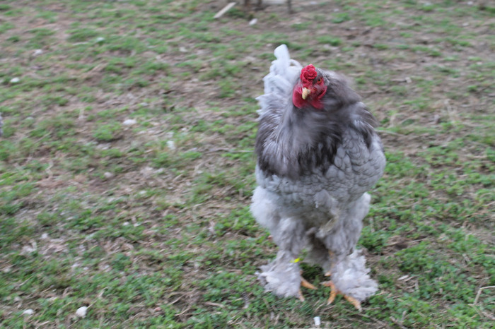 cocos brahma albastru; matca brahma albastru poze martie 30/2012

