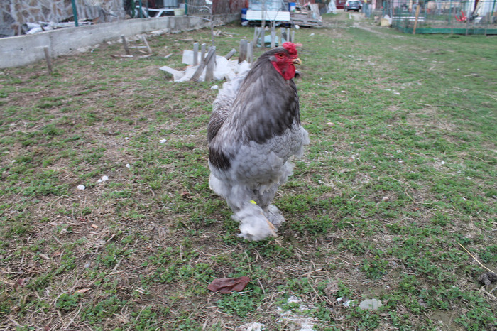 cocos brahma albastru; matca brahma albastru poze martie 30/2012
