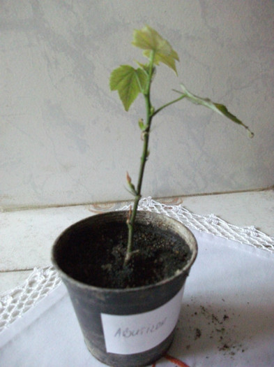 abutilon