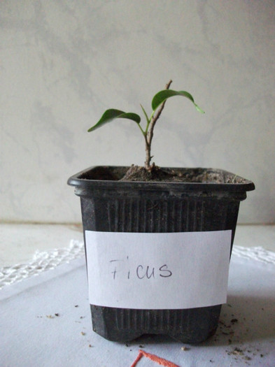 ficus
