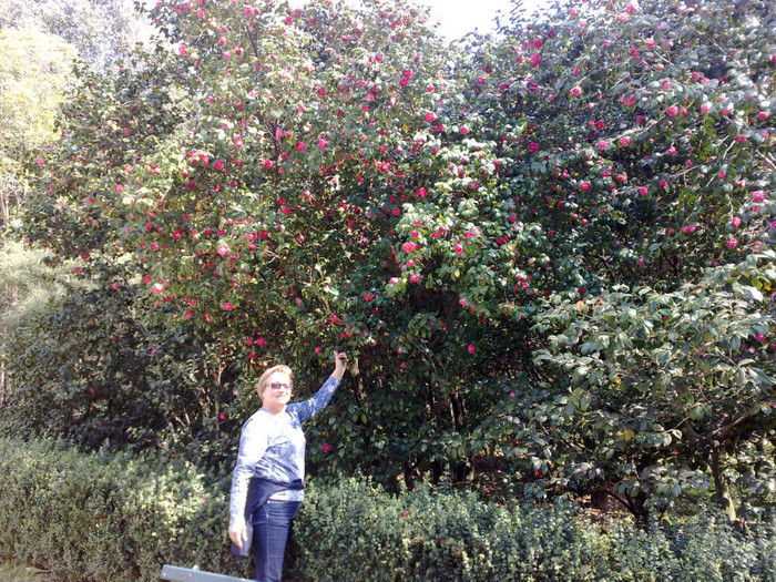 pentru voi fetelor,copaci de flori - REGGIA DI CASERTA PALAZZO E GIARDINI