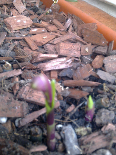 pleione bobocel si mugurel - pleione