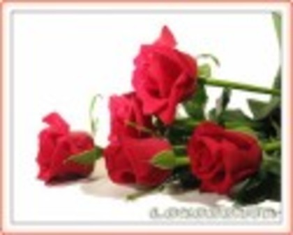 Trandafiri rosi - Flori