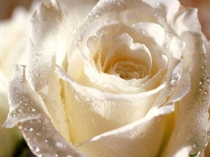 trandafir-alb - Flori
