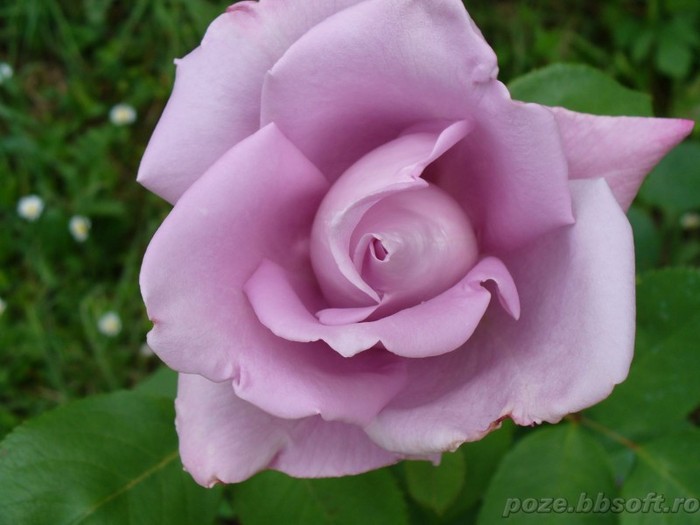 trandafir mov - Flori