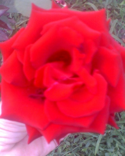 Un trandafir; acest trandafir este pozat de mine si este din curtea mea
