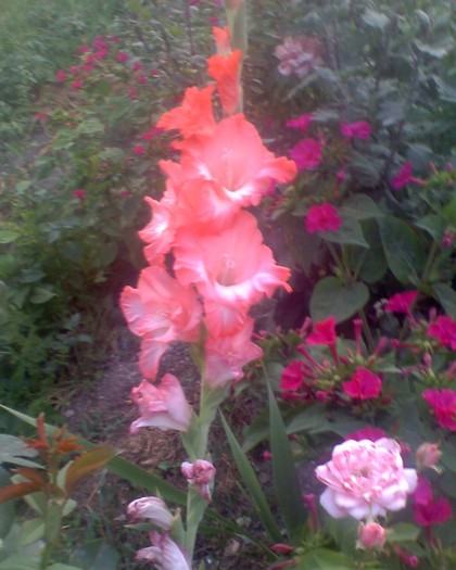 O floare; Si aceasta floare este din curtea mea
