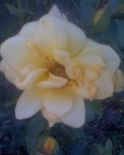 Un trandafiras; Ultimul trandafir plantat de mine dar vor mai urma
