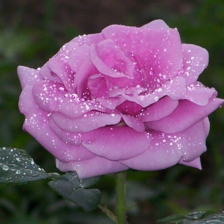 trandafir mov - Flori