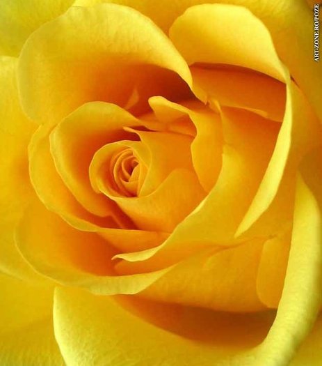 Trandafir_Galben_544_big