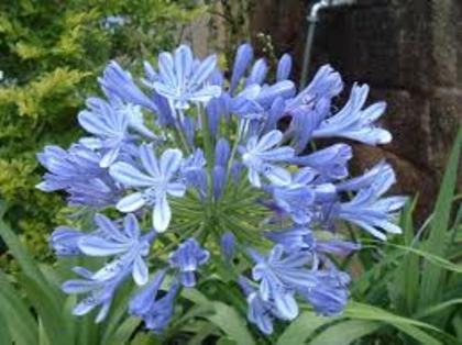 agapanthus - flori si plante dorite