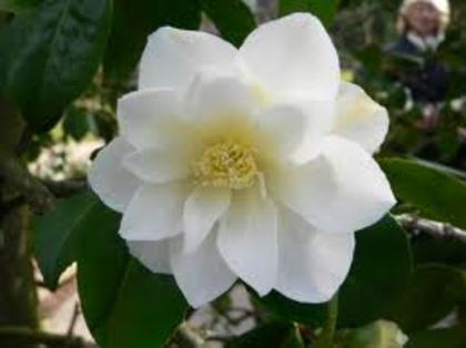 camelia-orice culoare - flori si plante dorite