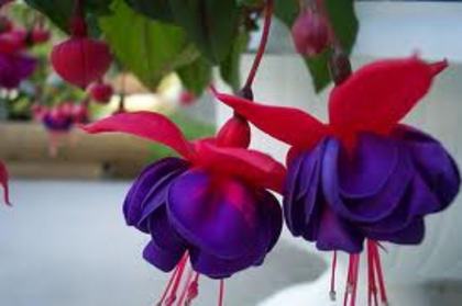 fuchsia-o ador ! - flori si plante dorite