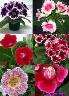 gloxinia-orice nuanta