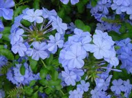 plumbago-rosu, alb...