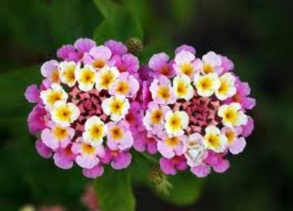 lantana camara-orice nuanta - flori si plante dorite