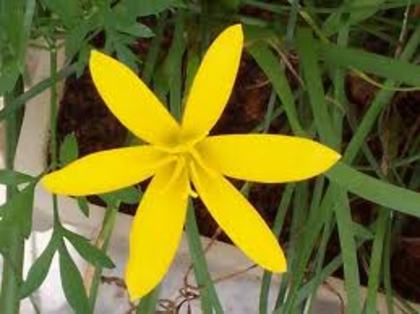 zephyranthes-am alb si roz - flori si plante dorite