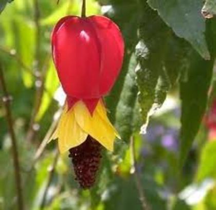 abutilon-orice culoare - flori si plante dorite