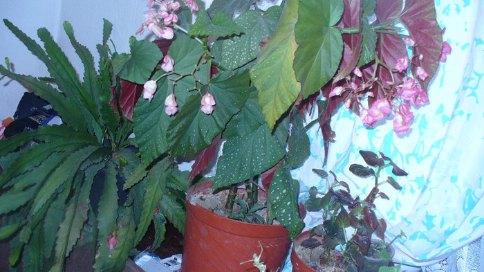 P1020937 - begonia plaman